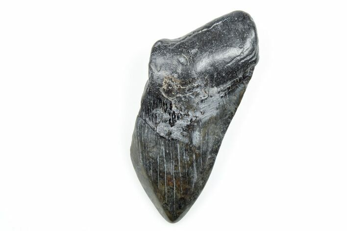 4.14" Partial, Fossil Megalodon Tooth - South Carolina